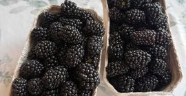 Hola, tengo moras a la venta, por favor contáctenme.