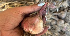 Vendo ajo. Harnaś, sano. Preferiblemente de un campo entero