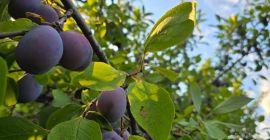 Vendo ciruelas de mesa de mi propio huerto, variedad