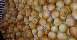 Venderé una variedad de avellana, catalana, fresca, desgarrada.