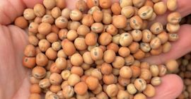 Guisantes de campo, cosecha 2026. Limpios y envasados en