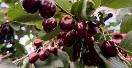 Venderé cerezas 28+ 30+ Kordia, Regina