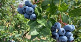 Hola, vendo arándanos recién cosechados, aproximadamente una tonelada al