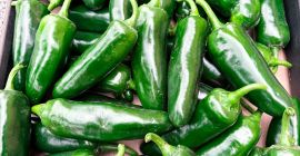Jalapeños frescos a la venta. Se recolectan bajo pedido.