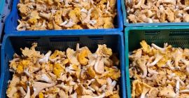 Hola, tenemos setas rebozuelo frescas y arándanos silvestres a