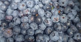 Ofrecemos arándanos americanos. ¡Ecológicos, deliciosos y jugosos!
