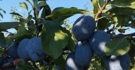 Vendemos ciruelas de la variedad "Chachanska naybolya" a 1
