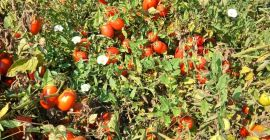 Vendo tomates enlatados.
