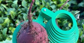 Venderé remolacha roja, variedad Monty. Calibre 5-12. Fresca, de