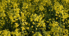 Directamente del productor: colza ucraniana, cosecha 2026. Korsoil Agro