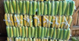 Maíz dulce en venta. Precio negociable.