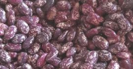 Buscamos compradores mayoristas de frijoles de Uzbekistán. Llevamos mucho