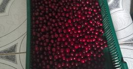 Vendo cerezas de la variedad Łutówka, cantidad 1000 kg,