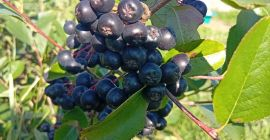 ARONIA EN VENTA 15 lei/kg