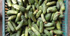 Vendo pepinos sobrantes de mi huerto. Tel. [número de