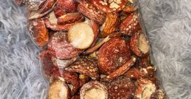 Vendo setas boletus como las de la foto.
