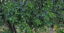 Stanley, Ciruelas Azules