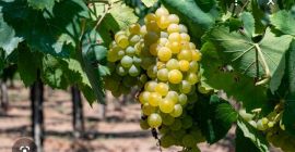 Uvas ecológicas certificadas a la venta, variedades Trebbiano, Malvasia