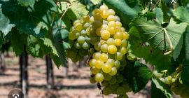 Uvas de vino orgánicas certificadas en venta, variedades Trebbiano,
