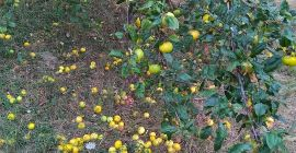 Vand mere Romanesti bio 100% Producator in jur de