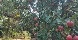 Vendo manzanas rumanas 100% orgánicas. Producción: aproximadamente 300-400 toneladas.