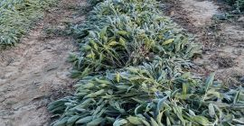Vendo un montón de salvia, solo para recoger en