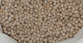 Garbanzos en sacos de 50 kg, seleccionados de 800