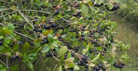 12 toneladas de aronia, a 10 km de Pabianice,