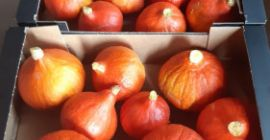 Vendo calabazas de Hokkaido, envasadas en cajas de 10