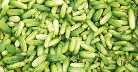 Estoy cultivando pepinos Atomic ligeros, perfectos para encurtir o