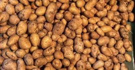 Patate kenebec e monalisa