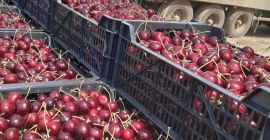 Se vende la cosecha de cerezas del próximo año