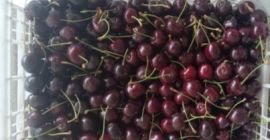 Venderé cerezas Regina, calibre 28+, refrigeradas, en bolsas Xtend