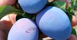 Skandia, productor agrícola certificado, cultiva y vende ciruelas pasas