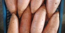 Batatas frescas de la más alta calidad (variedades Beauregard
