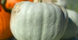 Hola, vendo calabazas Nelson (2 toneladas), Blanco (unas 500