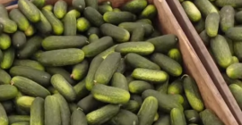 Pepinos cultivados en casa, seleccionados.