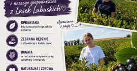 Las bayas de aronia están disponibles para su recolección