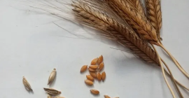 Ofrezco trigo einkorn de mi propia cosecha de este