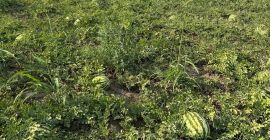 Somos productores rumanos y ofrecemos sandías frescas de cultivo