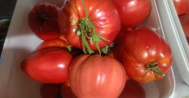 Vendo tomates frescos de huerta a un precio excepcional