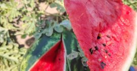 Sandías verdes y amarillas en cantidades pequeñas y grandes