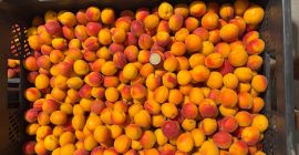 Vendo albaricoques Harlayne pequeños y calibrados. Directamente del productor.