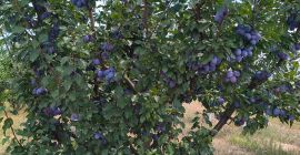Vendo ciruelas pasas de la variedad "Stanley" con certificado
