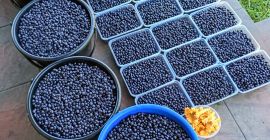 Venderé diariamente bayas puras cosechadas hasta 100 kg por