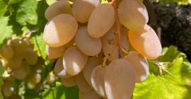 Uvas certificadas de alta calidad para la producción de