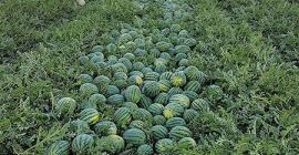 Se venden sandías, melones honeydew y cantalupos. También es