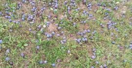 Ciruelas en venta para la elaboración de brandy
