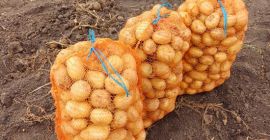 Vendo papas de consumo, Carrera y Bellarosa, sanas, seleccionadas