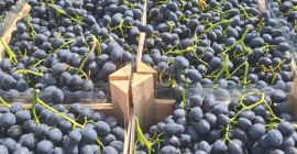 Uvas frescas de Moldavia. Disponemos de entre 900 y